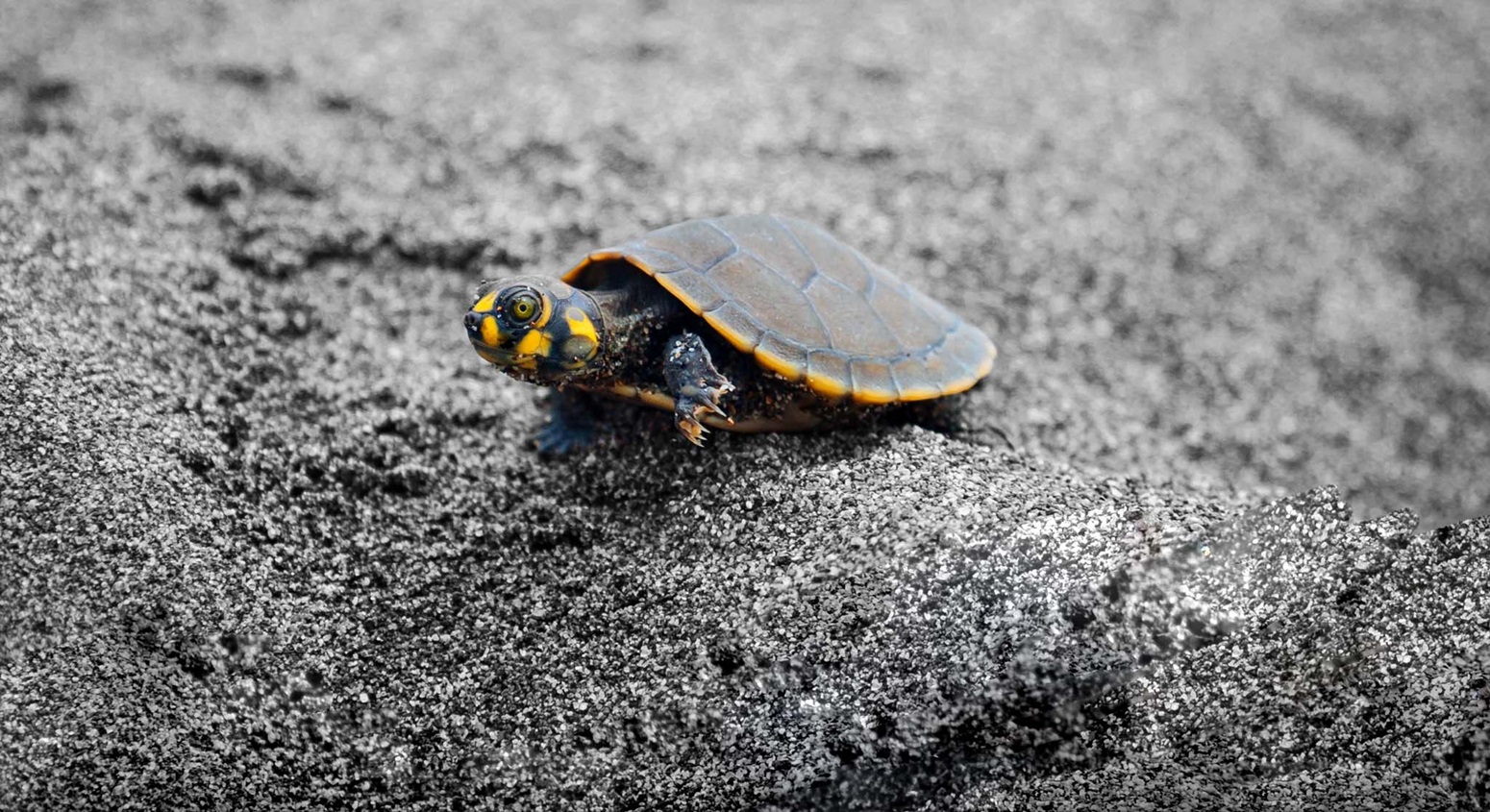 tortugas en ecuador