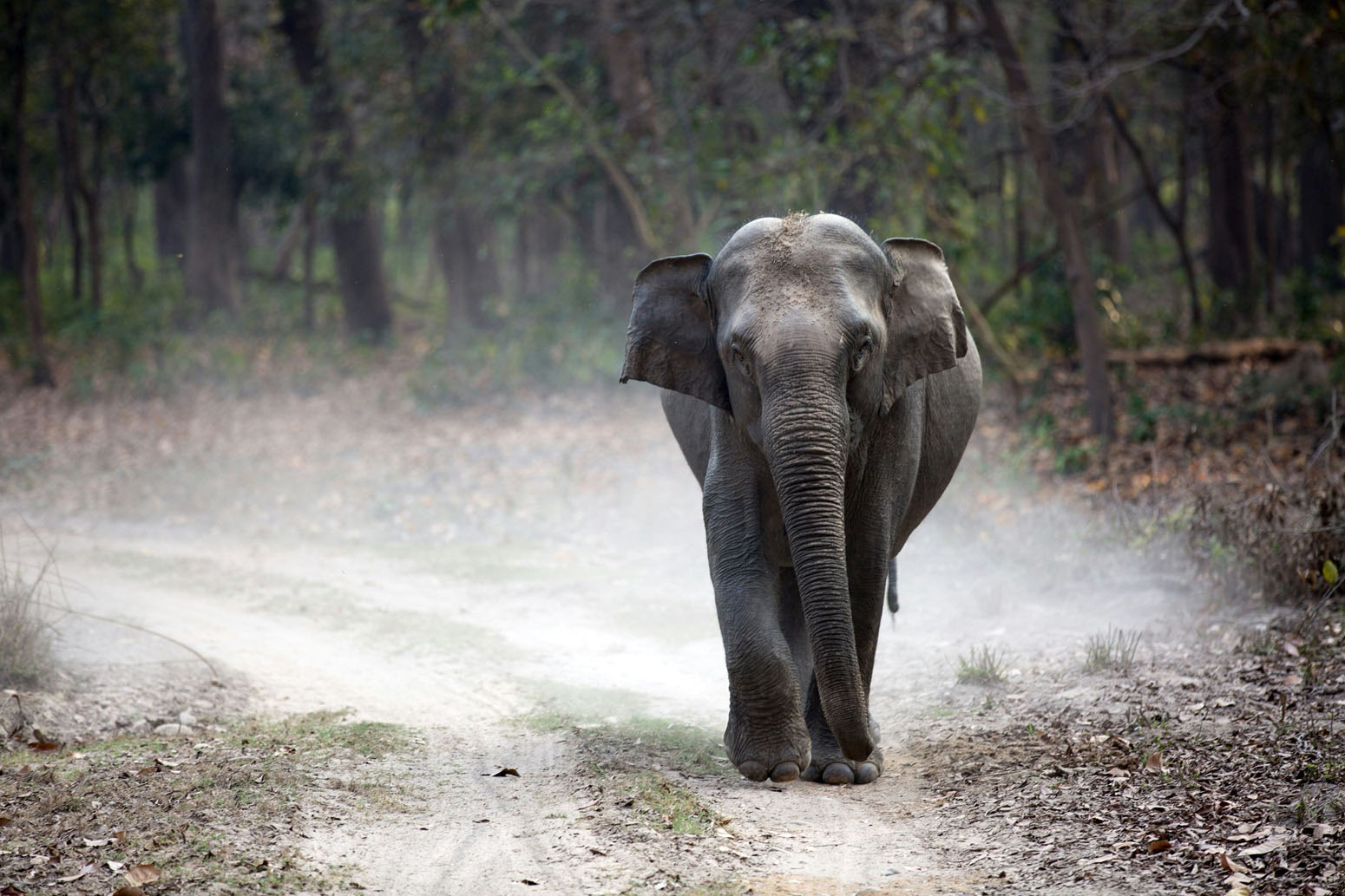 elefante india