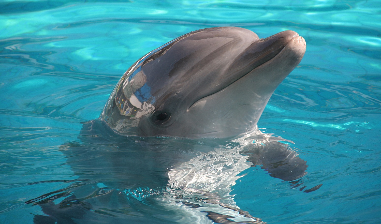 delfines algarve portugal