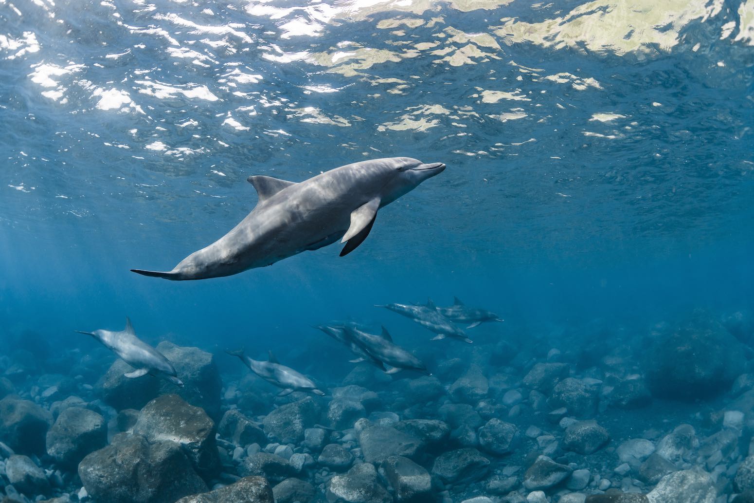 excursión con delfines