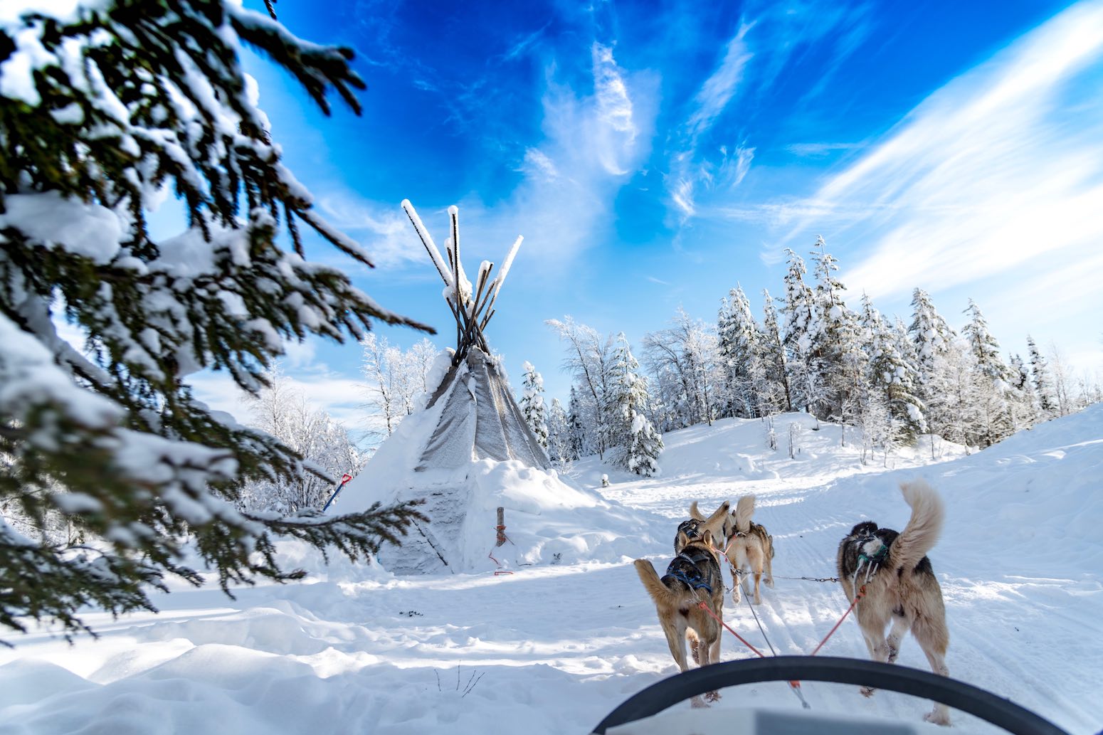 trineo de huskies reyes magos en Laponia