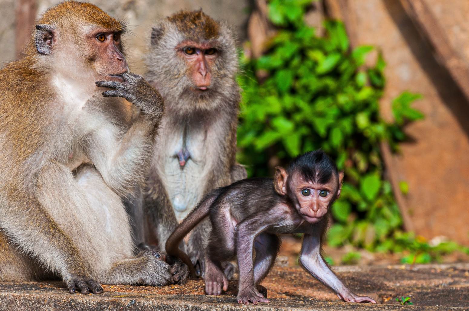safari monos en Senegal