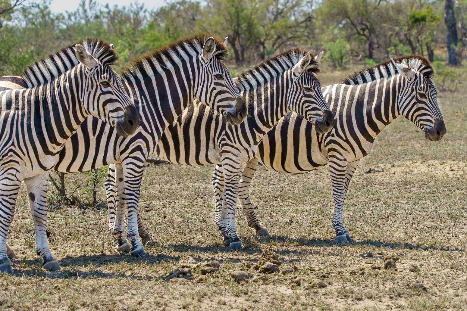 safari cebras viaje familiar