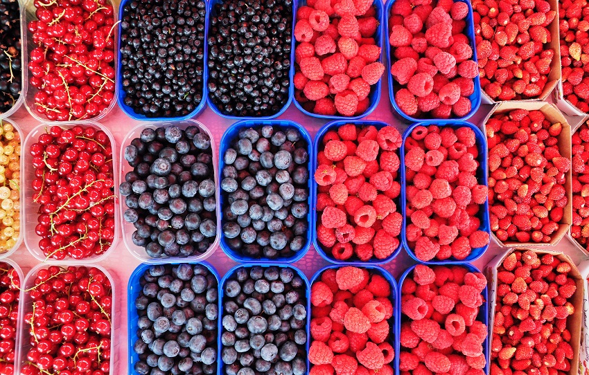 frutos rojos eslovenia