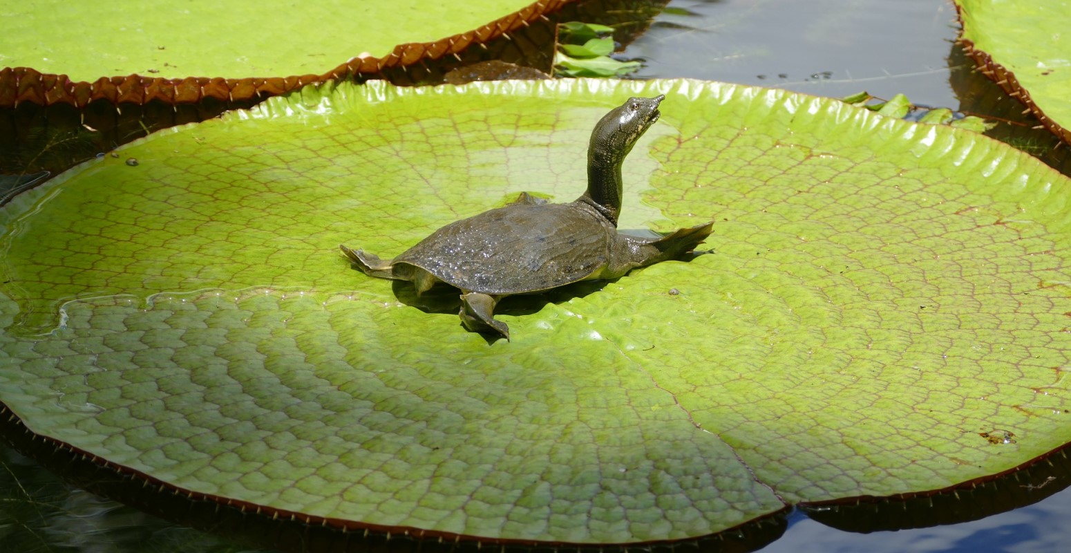 nenúfares gigantes en pamplemousses