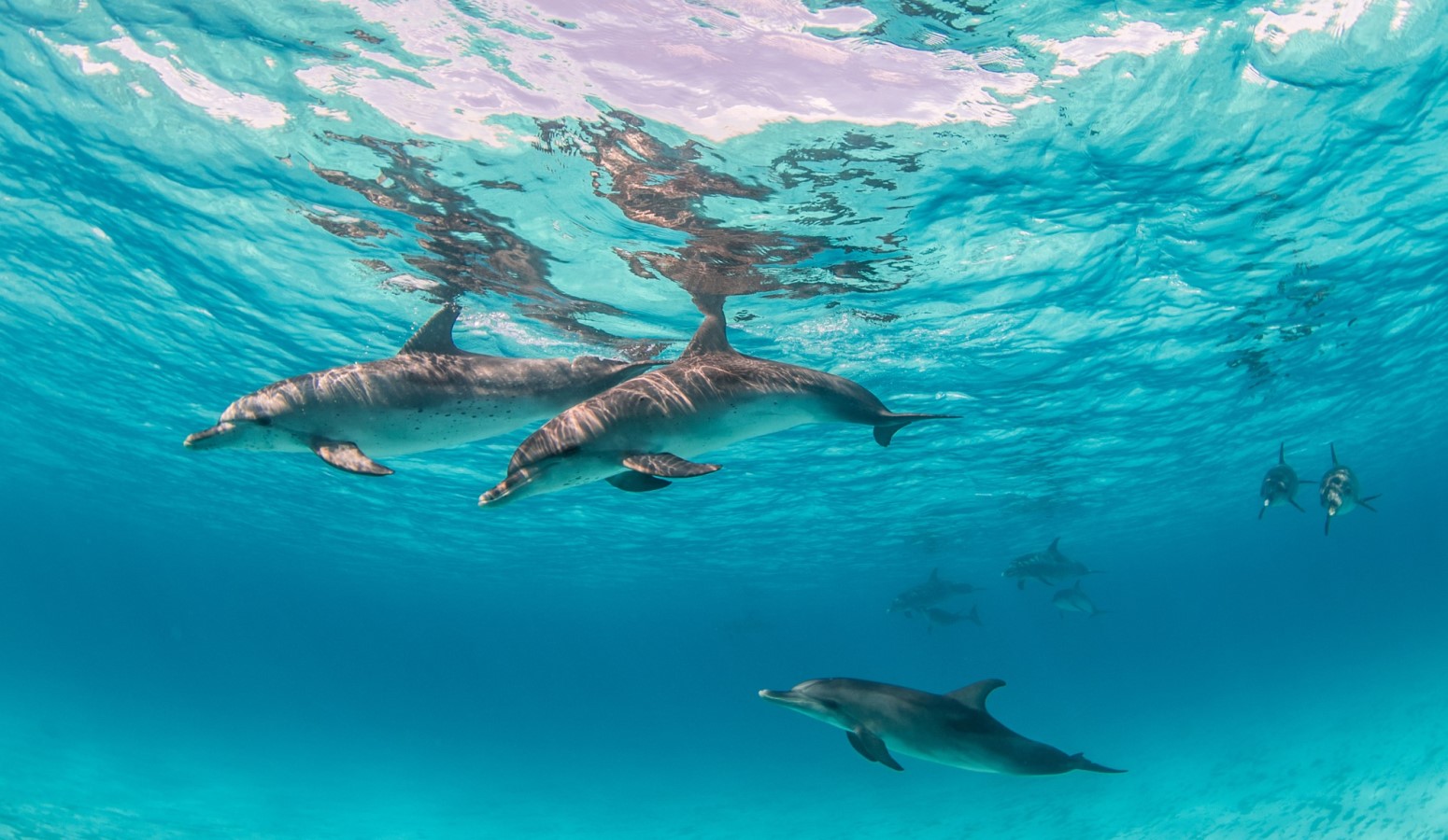 delfines en la costa de isla mauricio