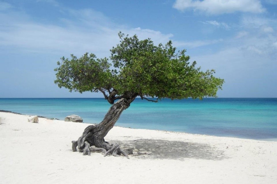 Eagle Beach Palm