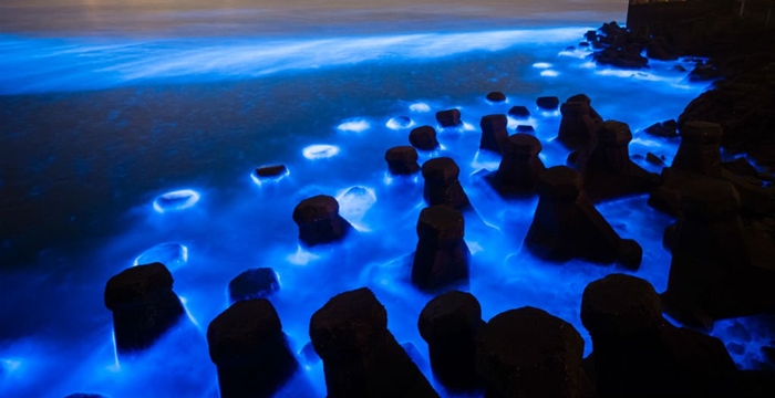 laguna luminosa jamaica