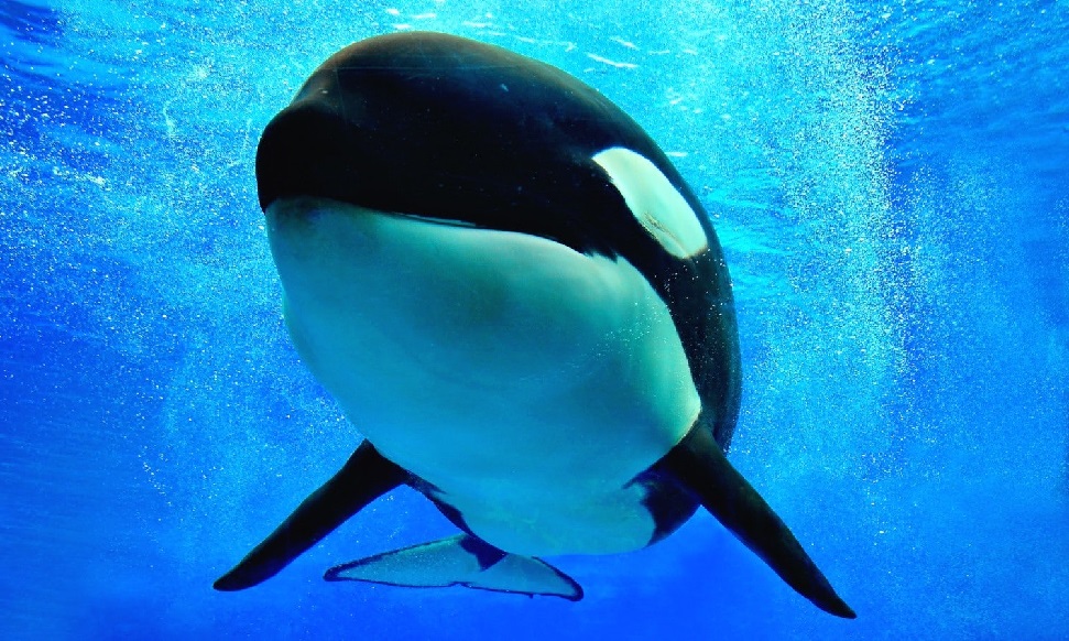 seaworldorlando