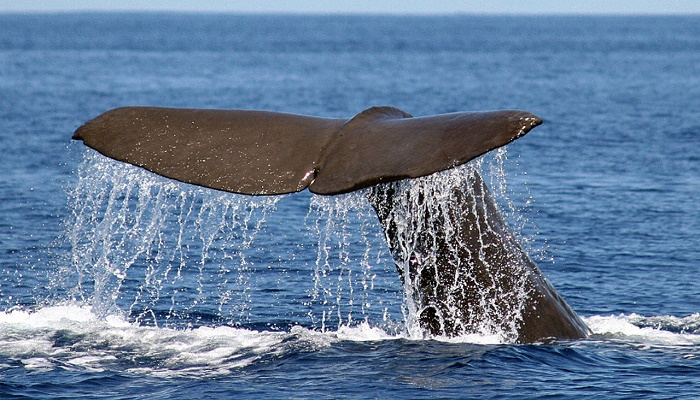 ballena azores 19