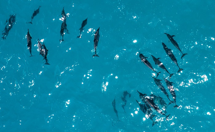 delfines cuba delfines