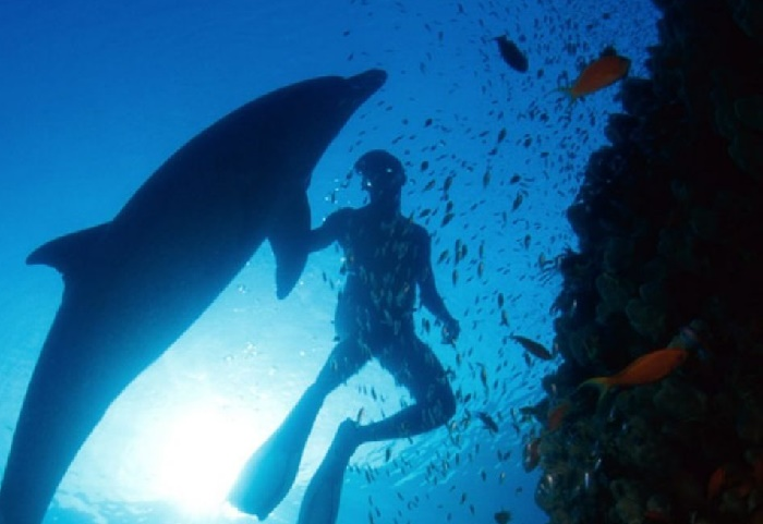 delfines salvajes terceira