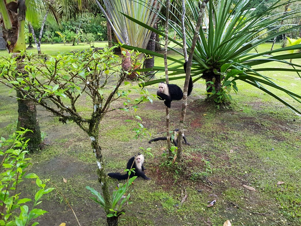 Monica G De Nueva York a Costa Rica La libertad de Tortuguero Costa Rica