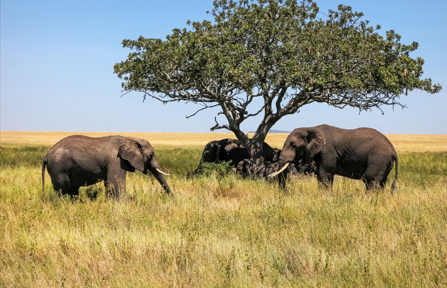 Elefantes bajo una acacia en la sabana de Tanzania