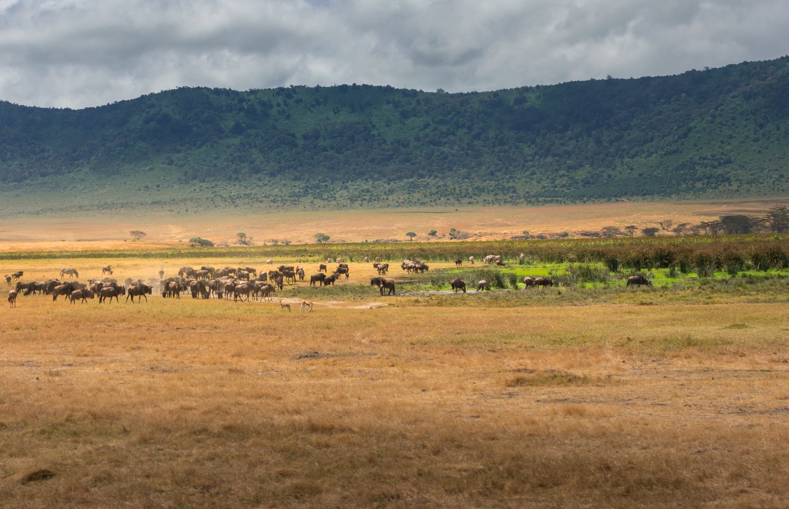 Manada de ñus en el cráter del Ngorongoro