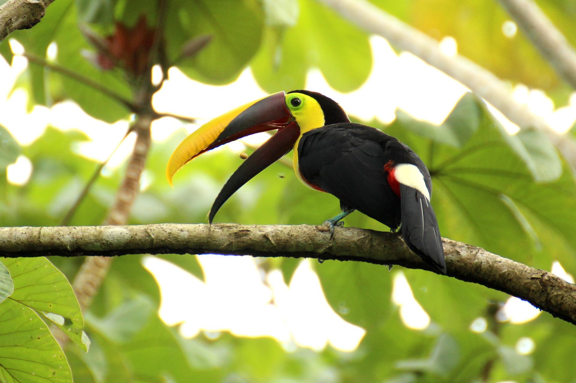 toucan-viajar-en-familia